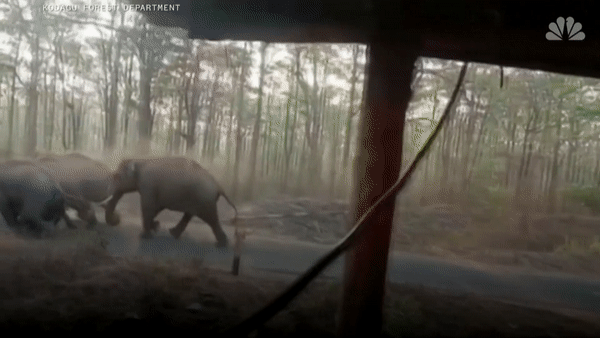 Dan voi thoai mai ra duong khi nguoi dan bi phong toa o An Do hinh anh