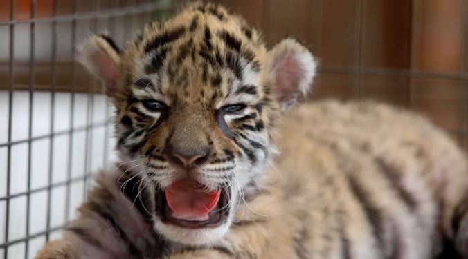 Ho con moi sinh duoc dat ten 'Covid' hinh anh