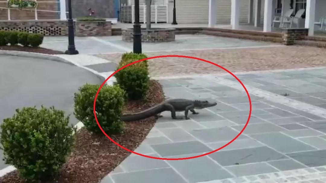 Ca sau lang thang tren pho sau lenh phong toa tai My hinh anh