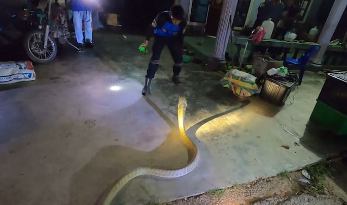 Dung tay khong bat ran ho mang chua dai 4 m o Thai Lan hinh anh