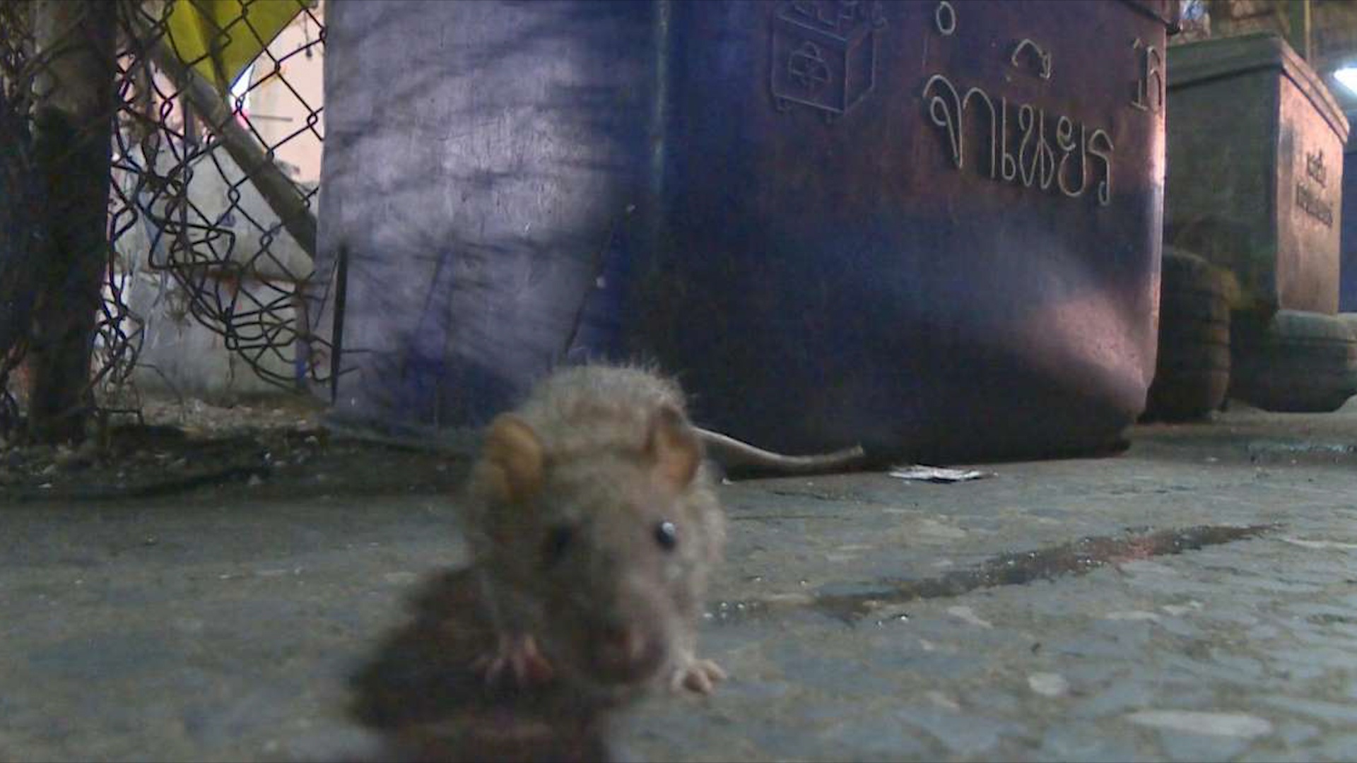 Thai Lan gioi nghiem, chuot ua ra pho hinh anh