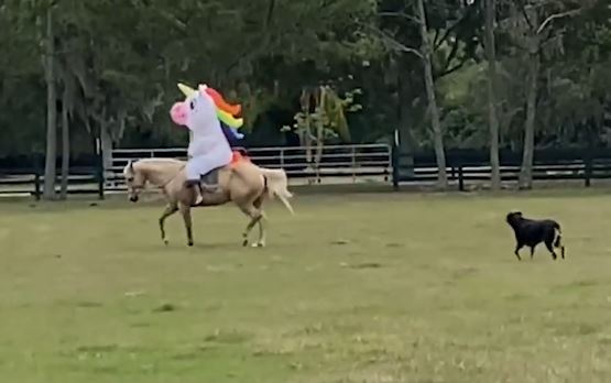 Nguoi phu nu Florida mac trang phuc ky lan cuoi ngua luc phong toa hinh anh