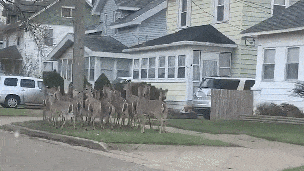 Dan huou ngang nhien 'tu tap' giua duong khi nguoi dan bi phong toa hinh anh