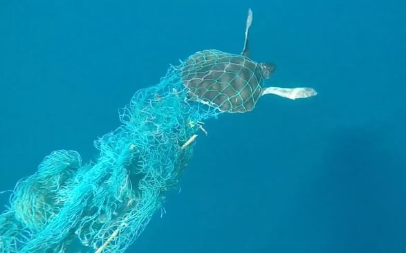 Giai cuu rua mac ket trong luoi danh ca tren bien hinh anh