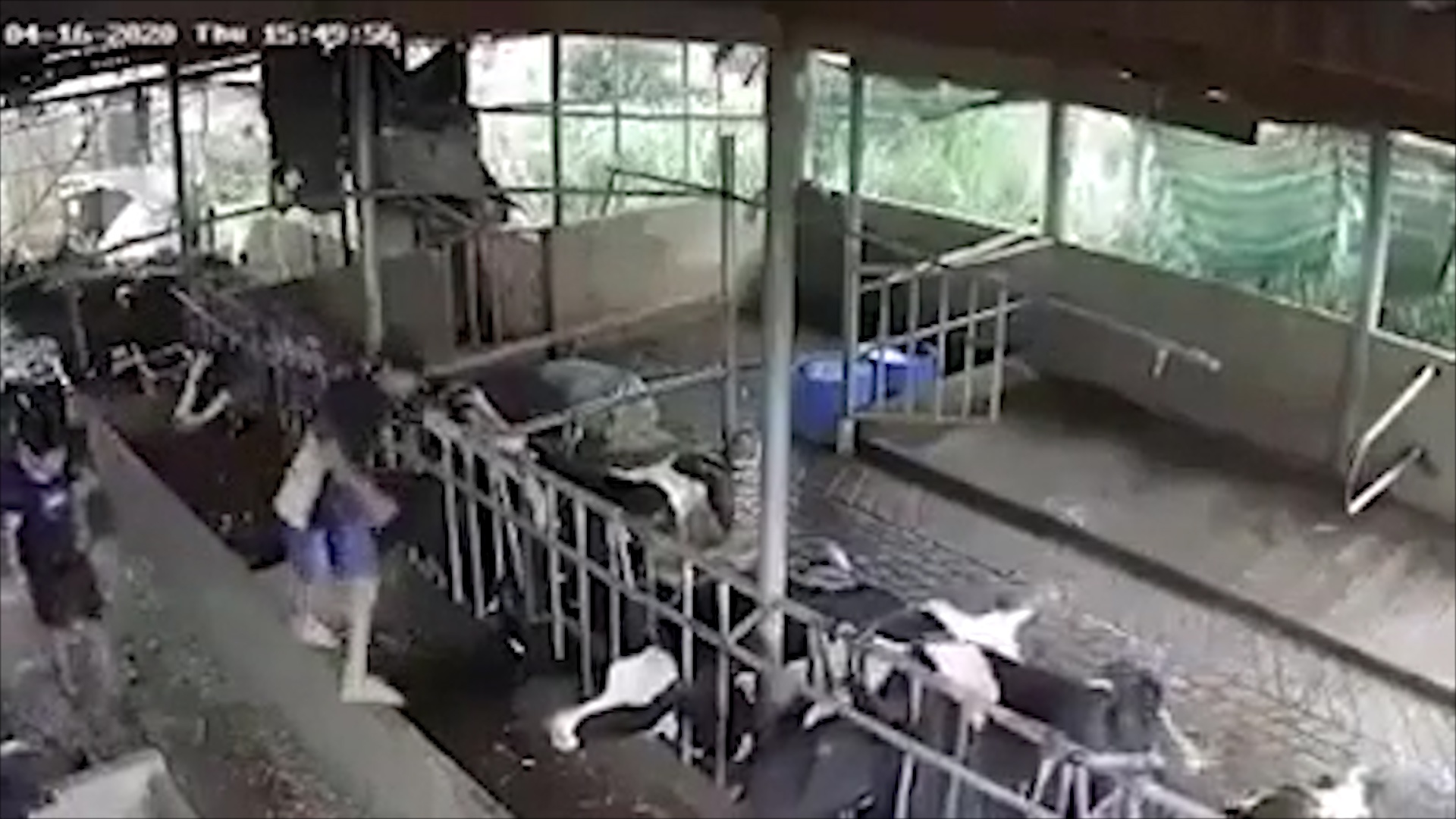 10 con bo sua trong chuong bi set danh chet hinh anh