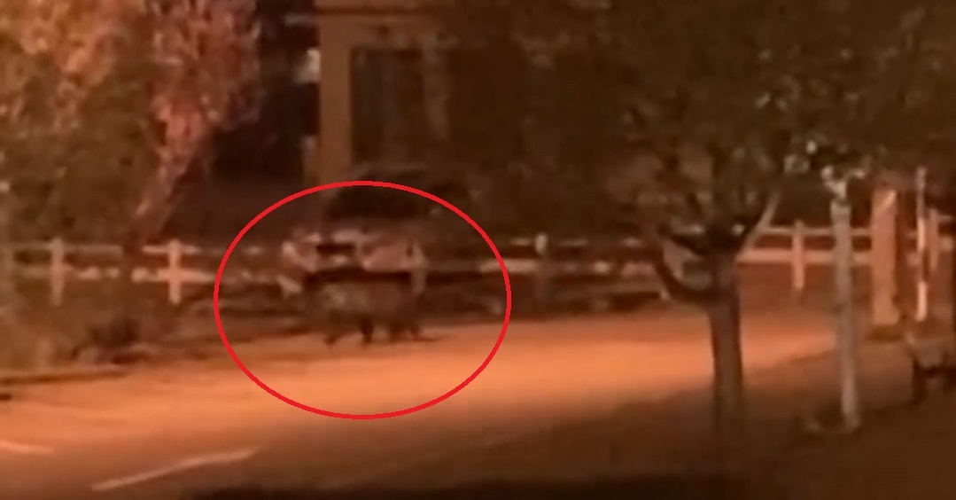 Gau lang thang tren duong pho Italy kiem an giua phong toa hinh anh