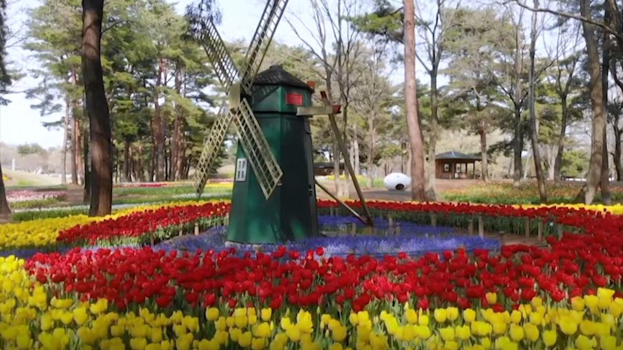 Hang trieu bong hoa no ro trai dai nhung thieu nguoi ngam vi dai dich hinh anh