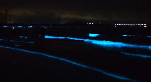 Hien tuong 'nuoc mat xanh' xuat hien tren bien Trung Quoc hinh anh