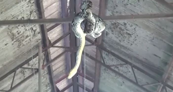 Bat tran khong lo treo tren mai chuong lon hinh anh