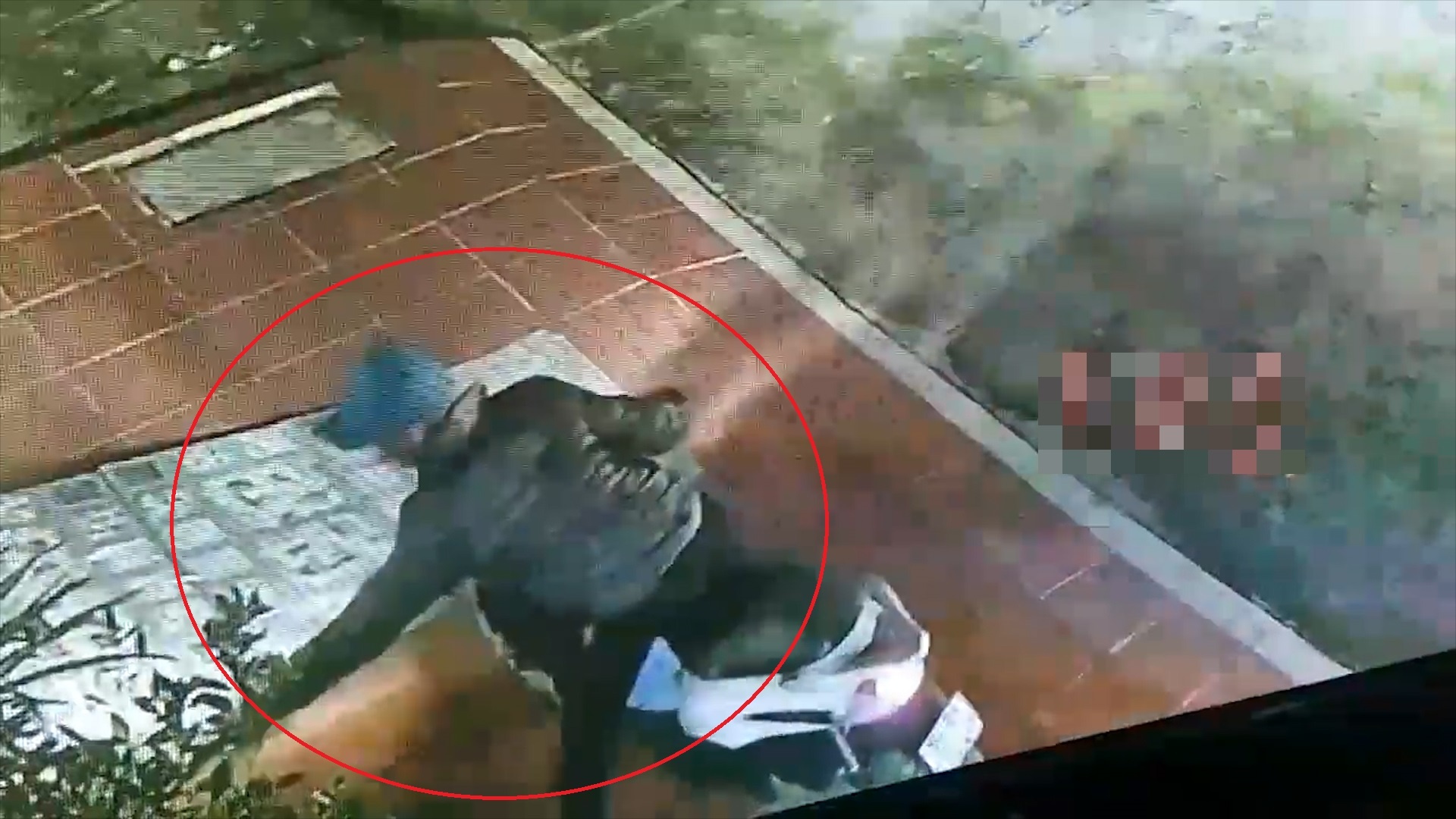 Trom dung thong long that co cho keo di o Hai Phong hinh anh