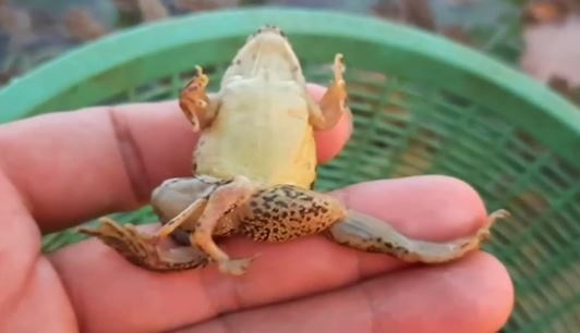 Thu loi nhuan bat thuong sau khi gap ech 6 chan hinh anh