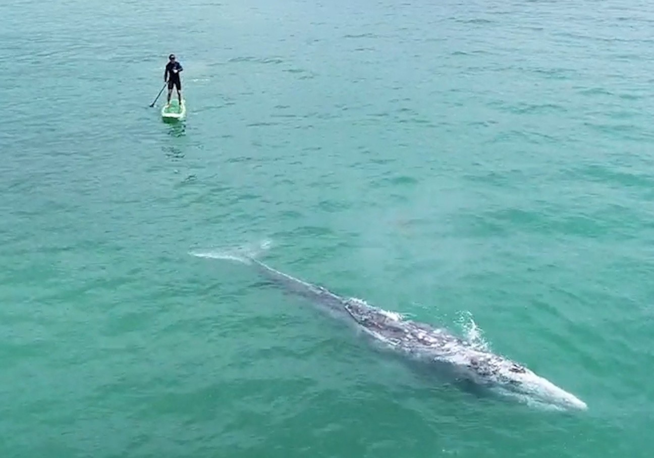 Nguoi dan ong cheo thuyen di theo ca voi xam o My hinh anh