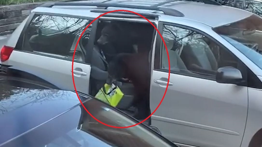 Dan gau chui vao oto lay trom tui thuc an hinh anh