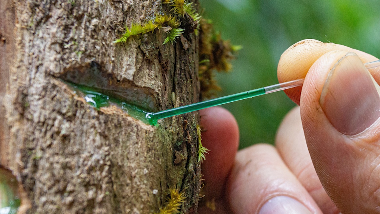 Nhung loai cay tu ri ra kim loai, co tiem nang khai thac hinh anh