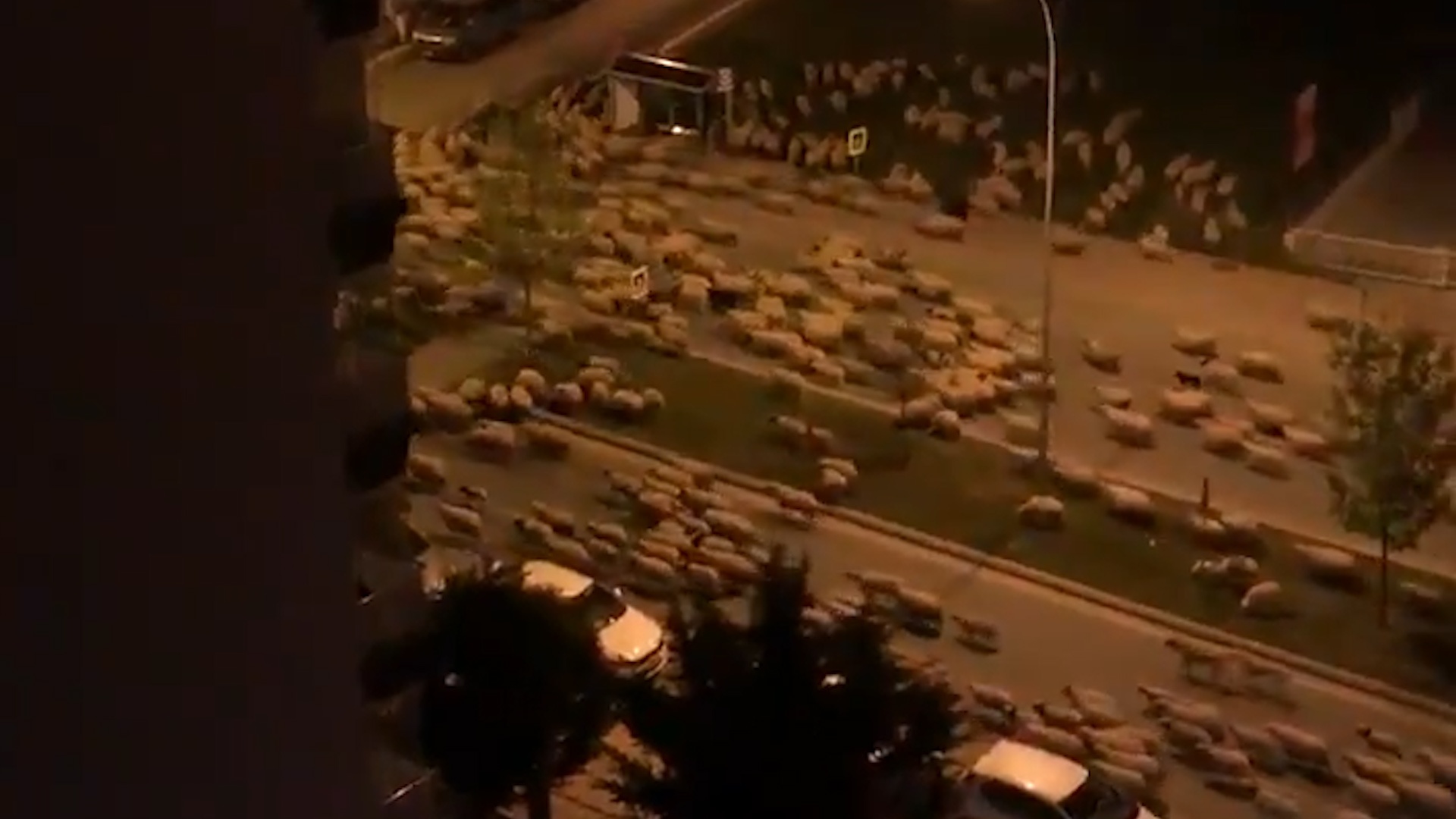 Hang tram con cuu xam chiem thanh pho bi phong toa vi Covid-19 hinh anh