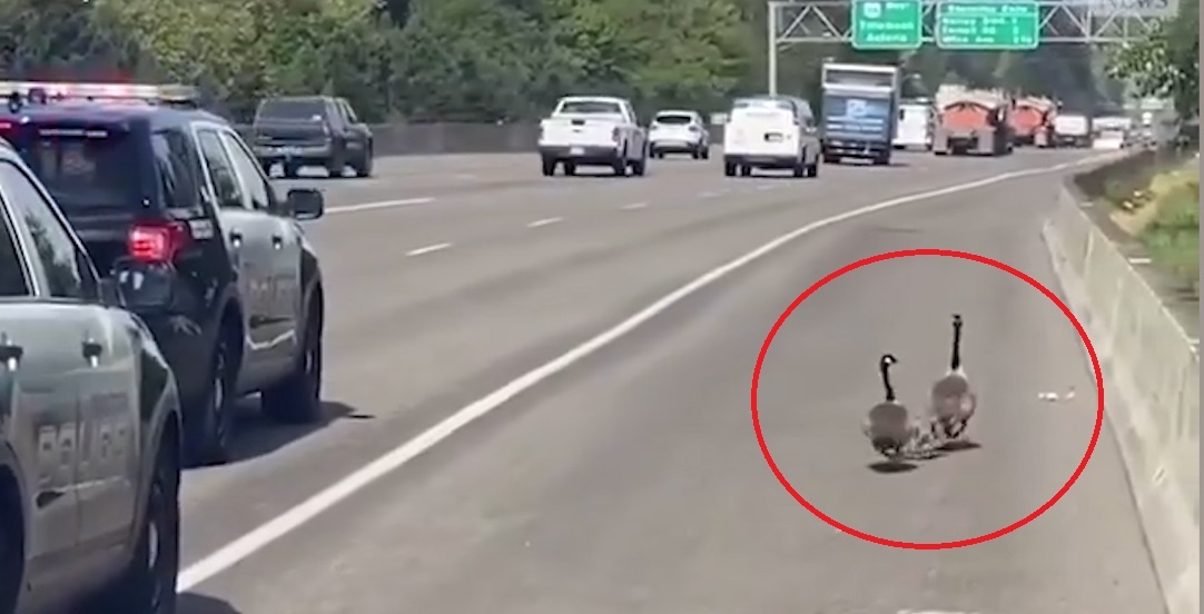 Canh sat 'ho tong' gia dinh ngong di lac tren cao toc ve noi an toan hinh anh