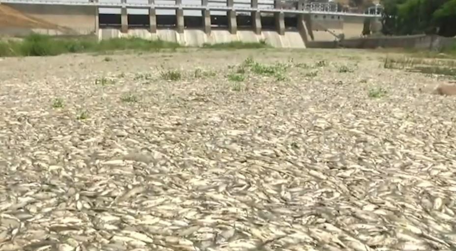 Hang nghin con ca chet noi trong dap nuoc o An Do hinh anh