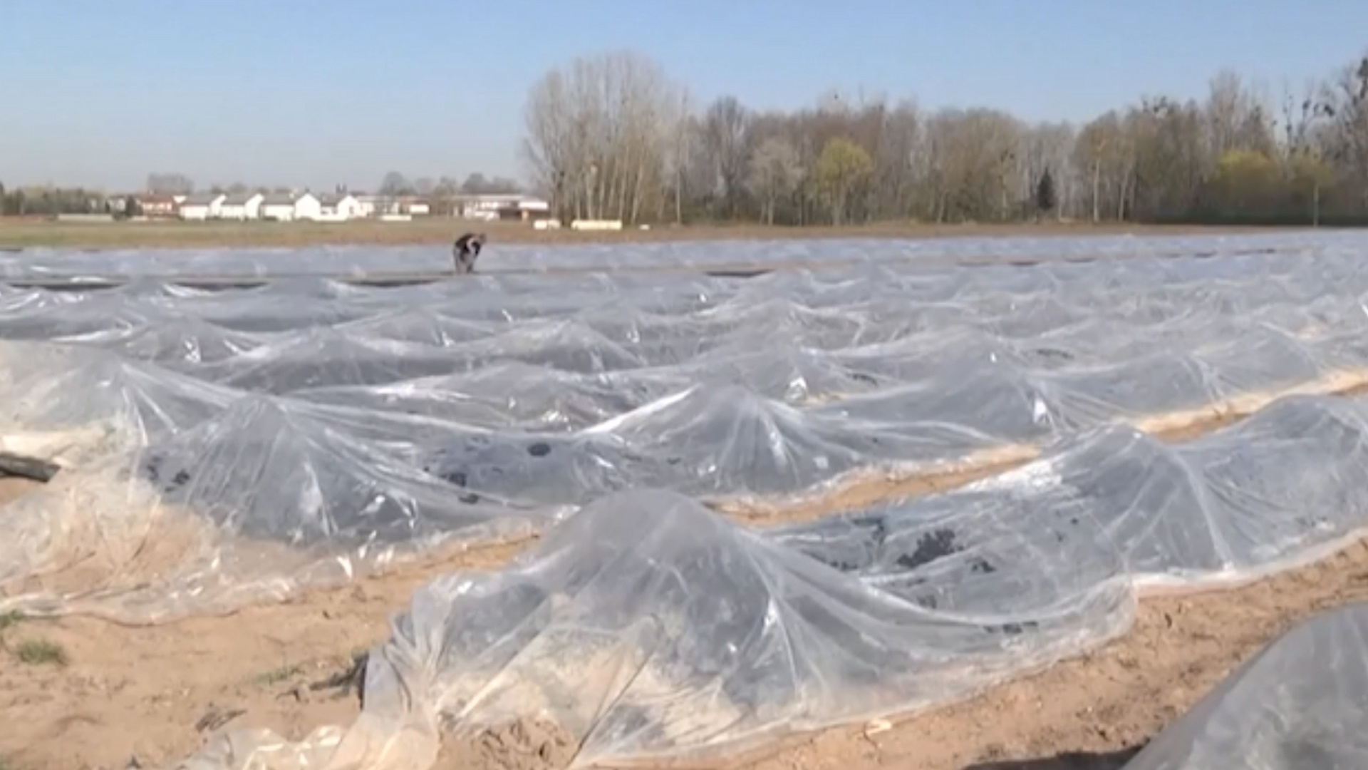 Thieu hut lao dong nong nghiep thoi vu o chau Au hinh anh