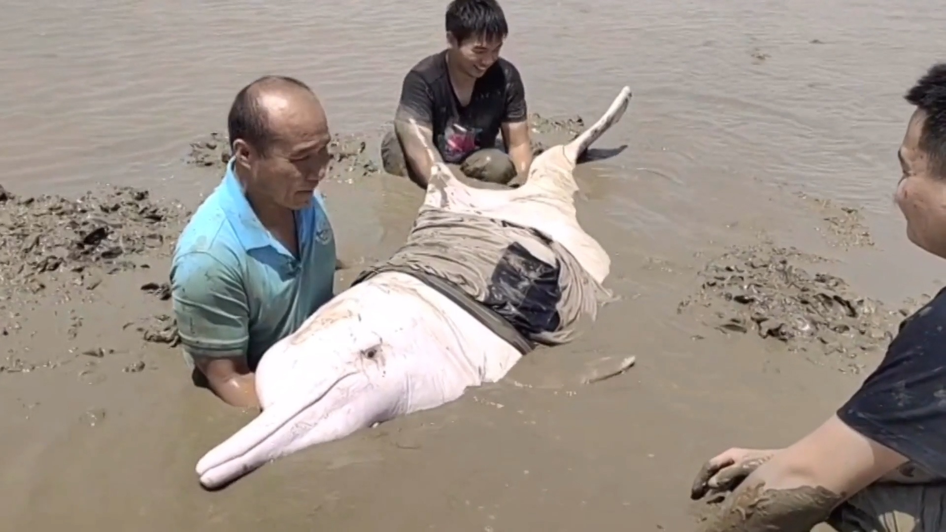 Giai cuu ca heo trang bi mac can hinh anh