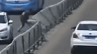 Nguoi dan ong say xin keo sap hang rao phan cach tren duong hinh anh