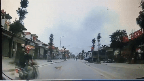 Hai nguoi tren xe may nga xuong duong vi dam phai cho tha rong hinh anh