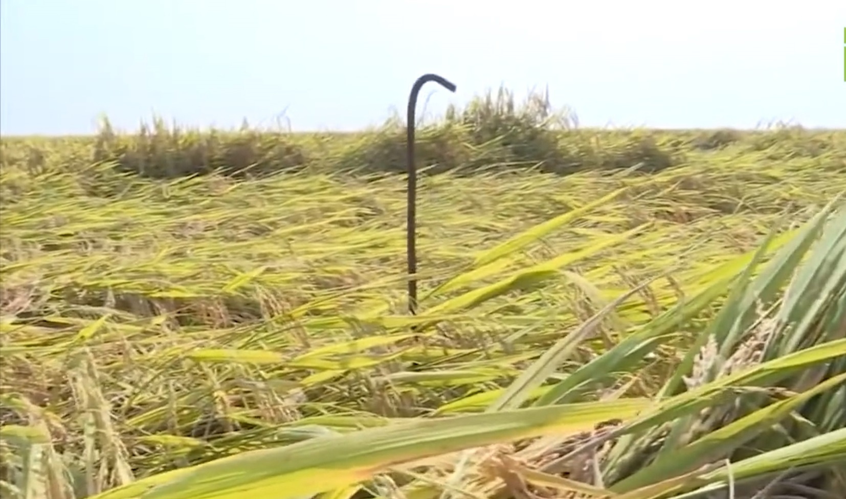 Hang chuc coc sat cam tren ruong lua mua gat hinh anh