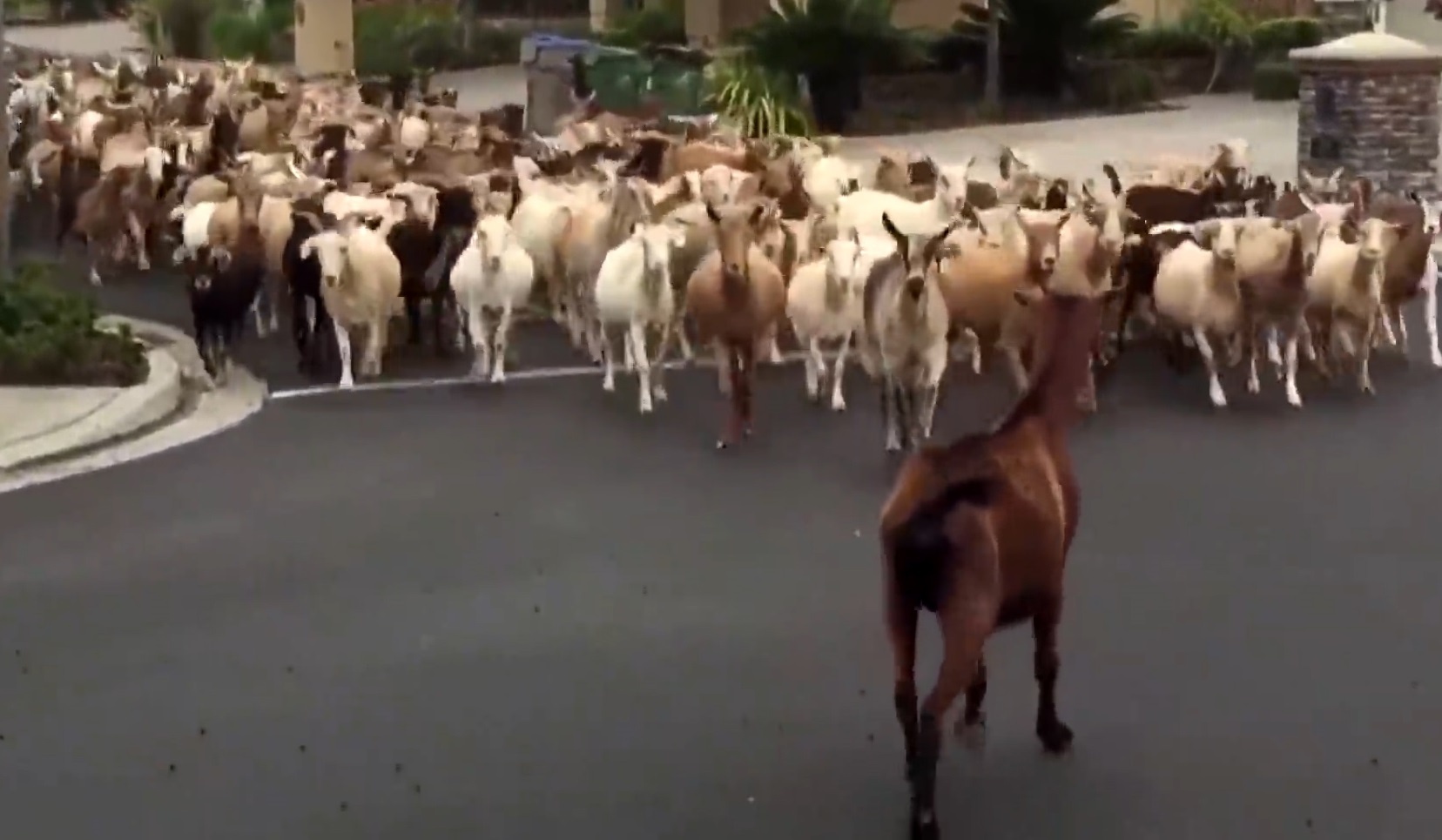 Dan de tran xuong khu pho o California de tim thuc an hinh anh