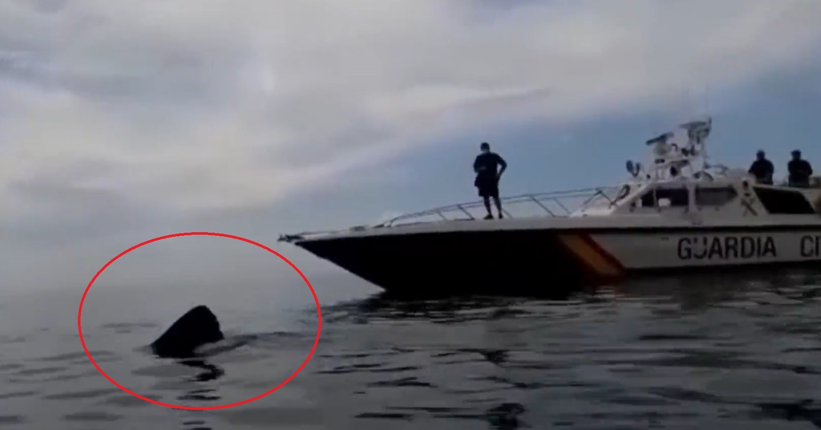 Ca map dai 8 m boi sat bo bien Tay Ban Nha hinh anh