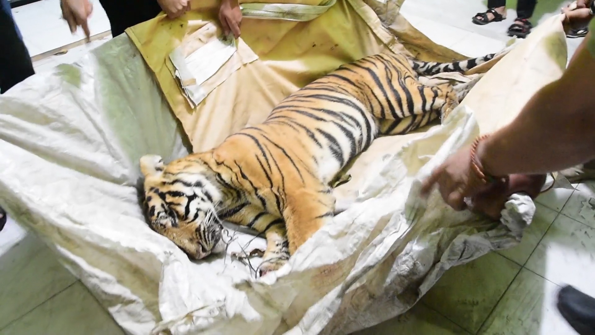 Ho Sumatra sieu quy hiem chet sau khi bi mac bay o Indonesia hinh anh