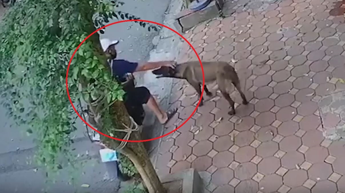 Trom cho giua ban ngay o Ha Noi hinh anh