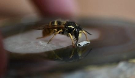 Nghe si Nga lam khau trang cho con trung chong dich Covid-19 hinh anh