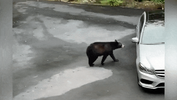 Gau den mo cua oto mot cach de dang o My hinh anh