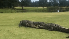 Ca sau My danh nhau giua san golf de gianh lanh tho hinh anh