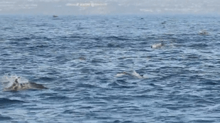 Dan ca heo hang nghin con cung di san moi o bo bien nuoc My hinh anh