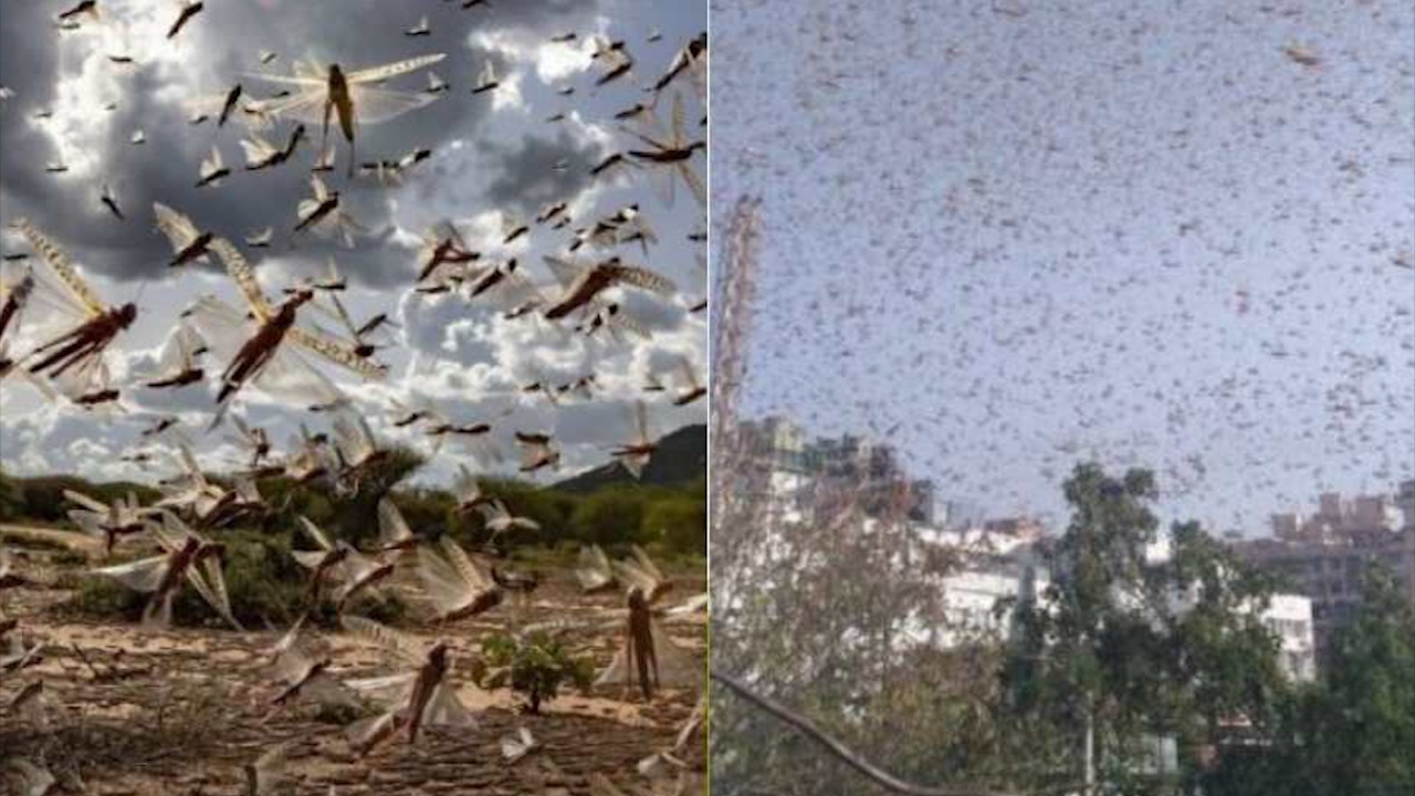 Chau chau bay kin troi o An Do, de doa mua mang cua nong dan hinh anh