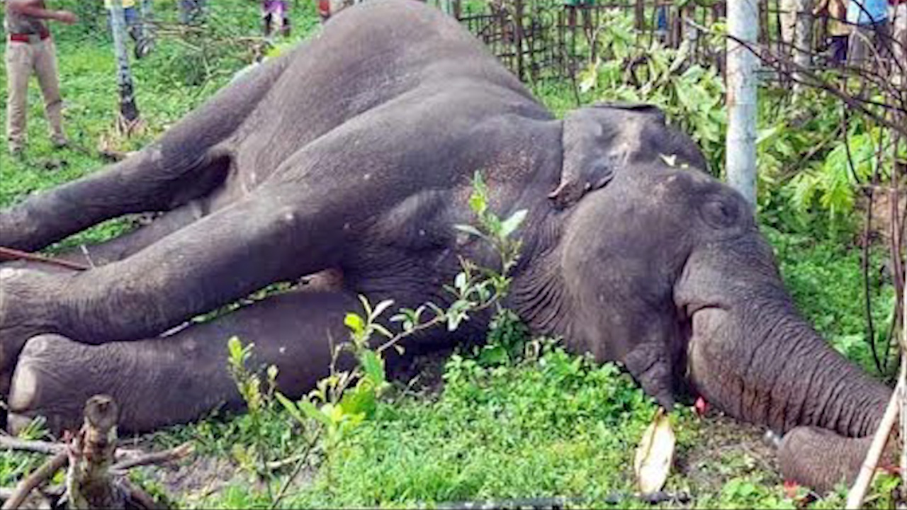 Dua phat no trong mieng voi mang thai gay thiet mang hinh anh