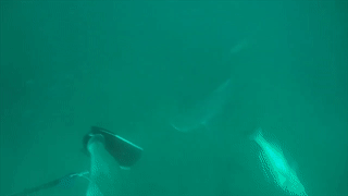 Ca map tan cong du khach dang lan tham quan san ho o Australia hinh anh