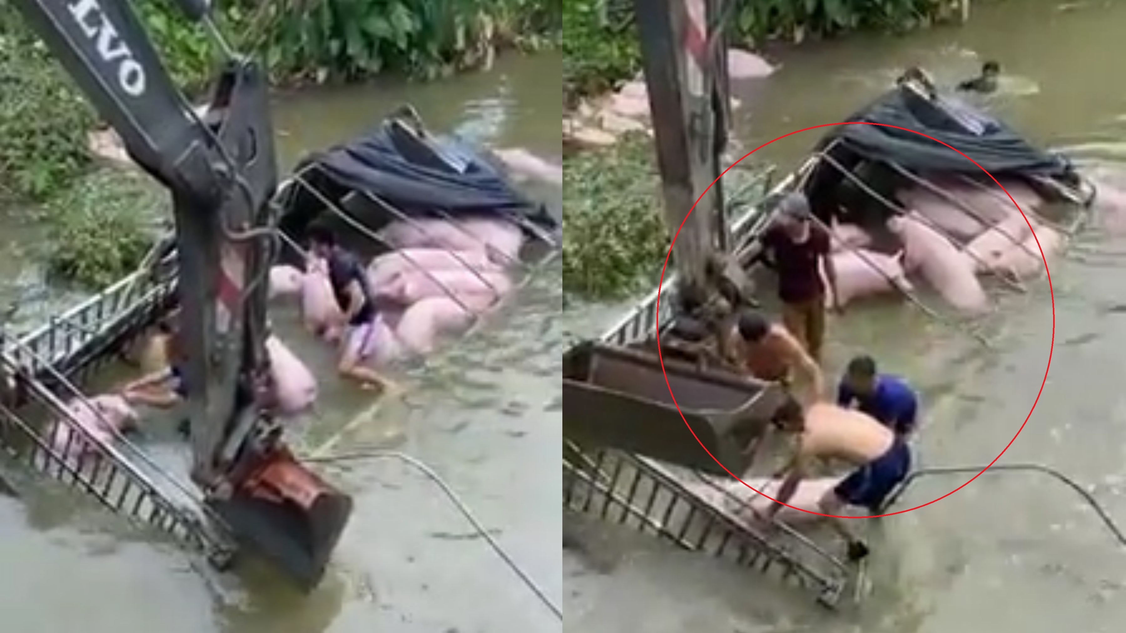 Xe tai cho heo lao xuong song o Hai Duong hinh anh