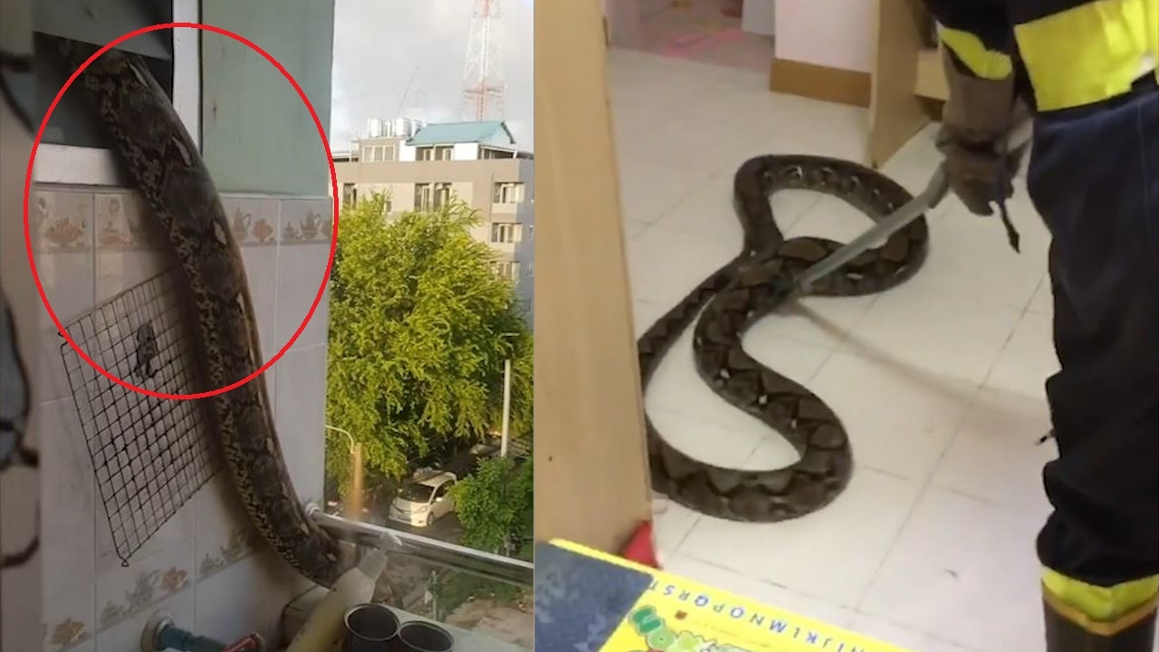 Phat hien tran dai hon 4 m len vao phong tam o Bangkok hinh anh