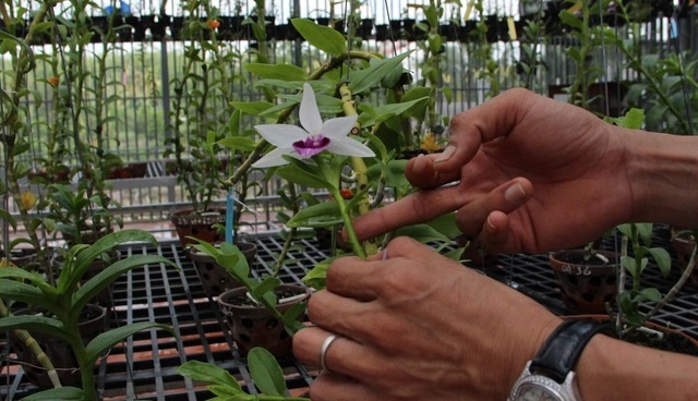 Chi 32 ty dong mua 3 cay lan dot bien hinh anh