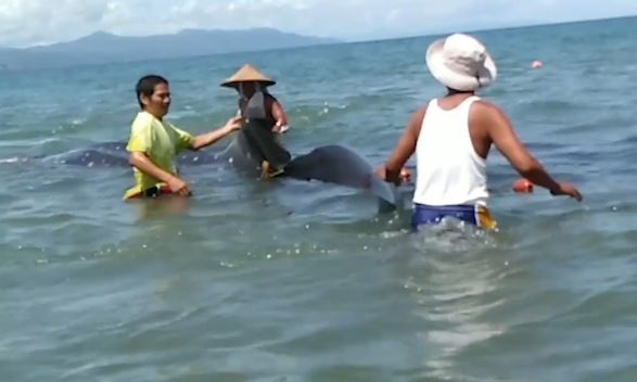 Giai cuu ca nham voi mac vao luoi danh ca tren bien Philippines hinh anh