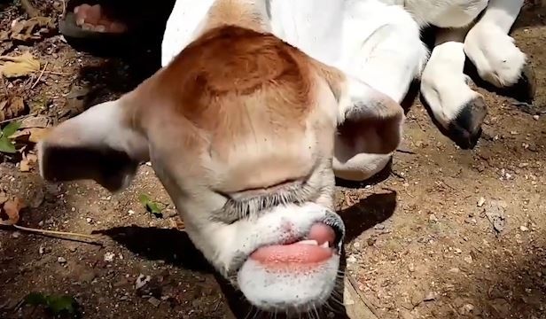 Bo mot mat va khong co mui chao doi o Philippines hinh anh