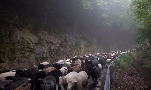 Hang tram con cuu chiem lay con duong hep tren nui o Thuy Si hinh anh