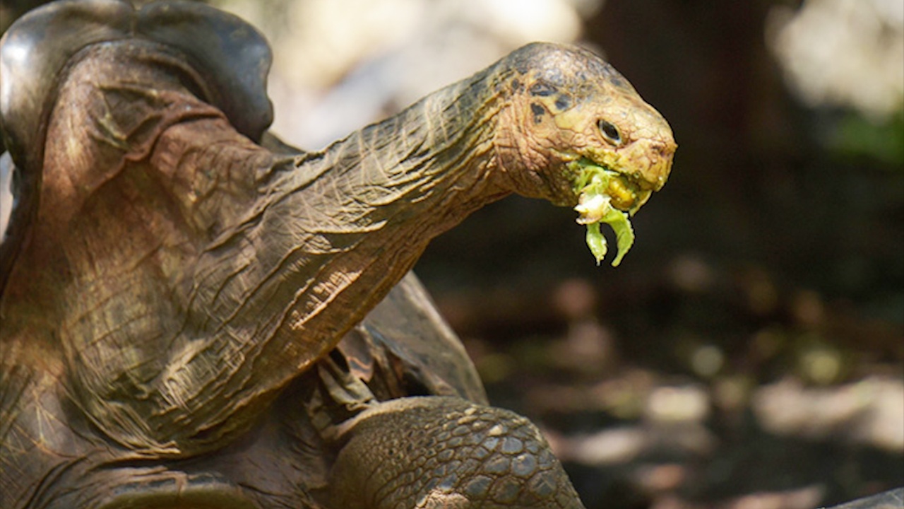 Rua Galapagos khong lo tro ve que huong sau khi nhan giong thanh cong hinh anh