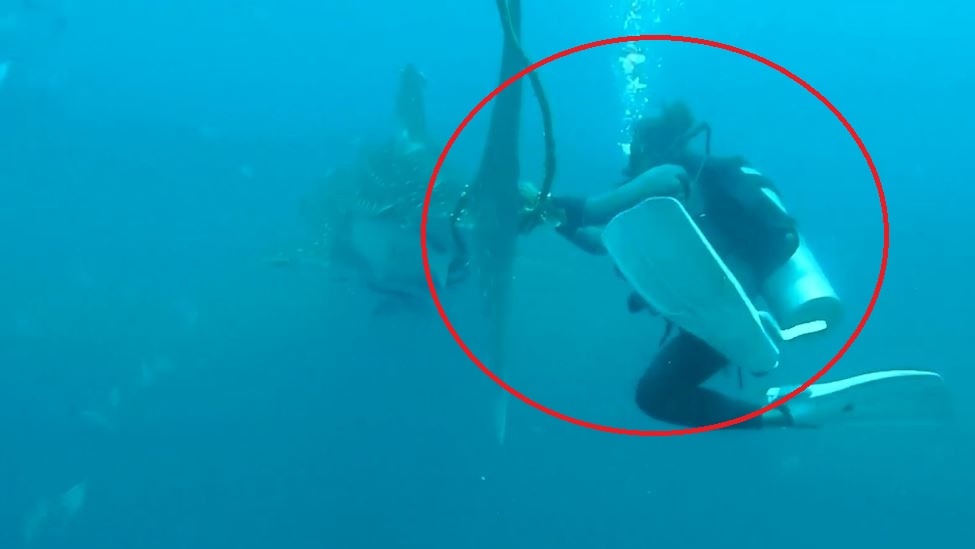 Tho lan co cuu ca nham voi bi vuong vao day thung hinh anh