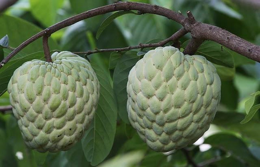 Trong na khong lo thu hang chuc trieu moi thang hinh anh