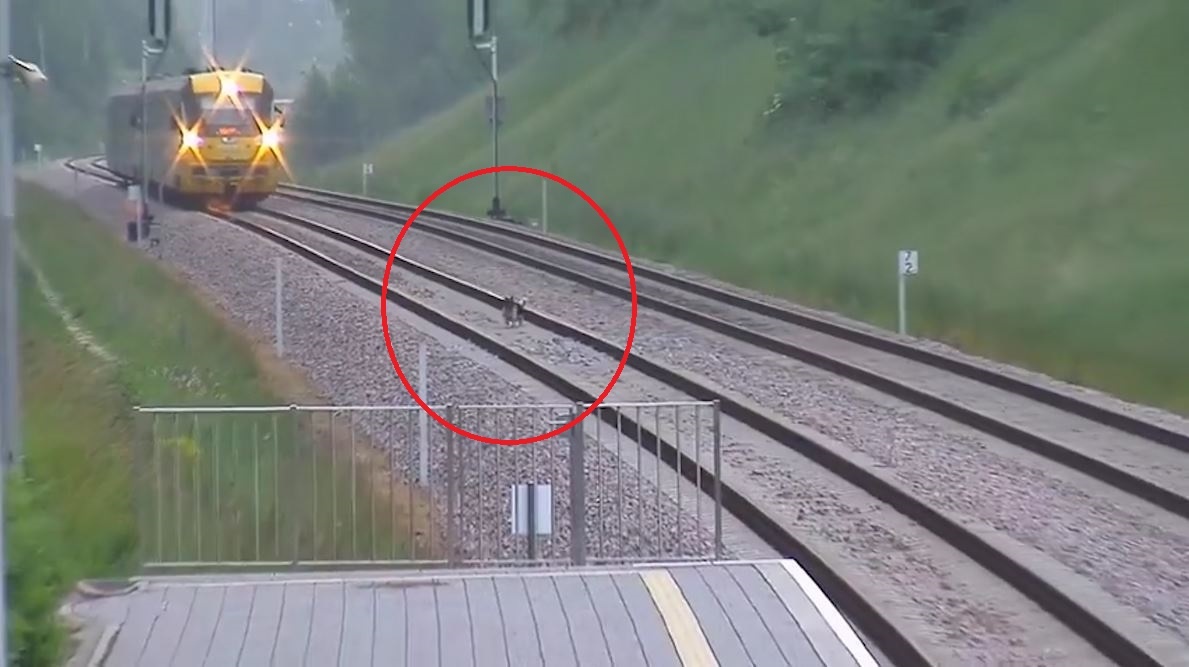 Doan tau phanh gap tranh chu cho lao ra giua duong ray hinh anh