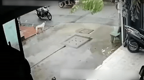 Trom dung sung dien bat cho nhanh nhu chop hinh anh