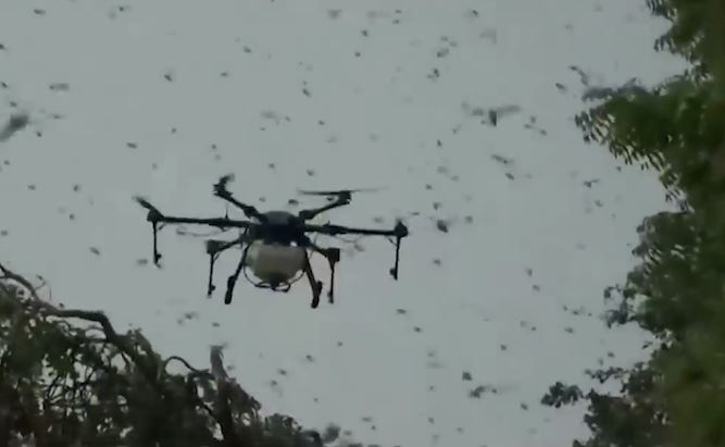 Su pha hoai kinh hoang cua chau chau tren the gioi hinh anh