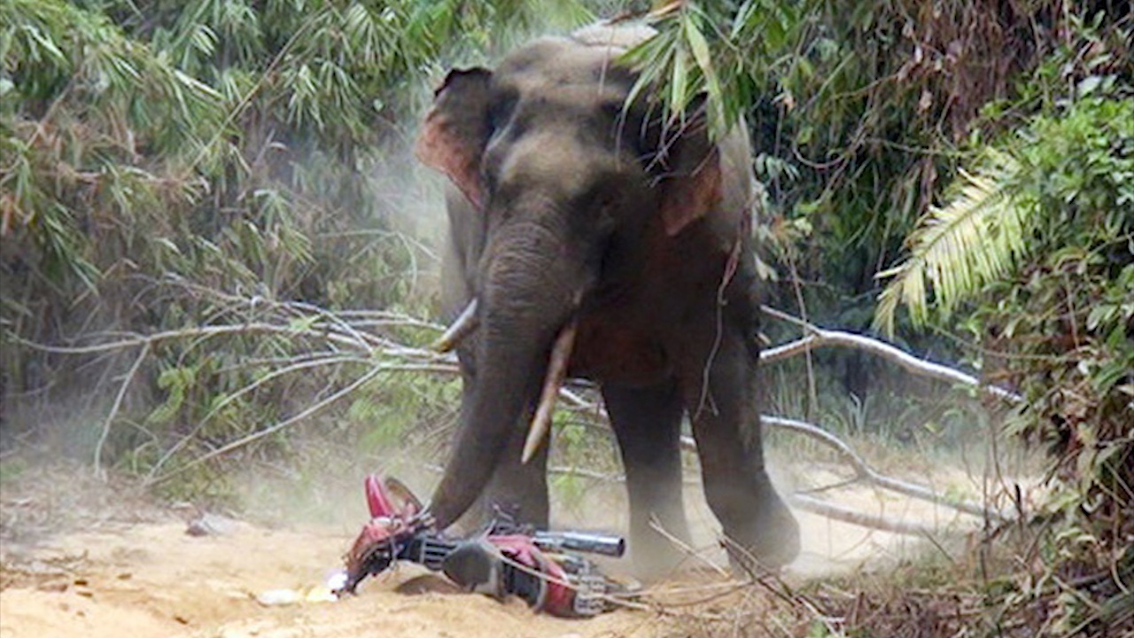 Voi rung lai lien tuc xuat hien o Dong Nai hinh anh